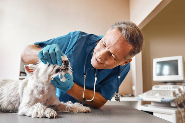 Best Emergency Dental Extractions in Georgetown, SC
